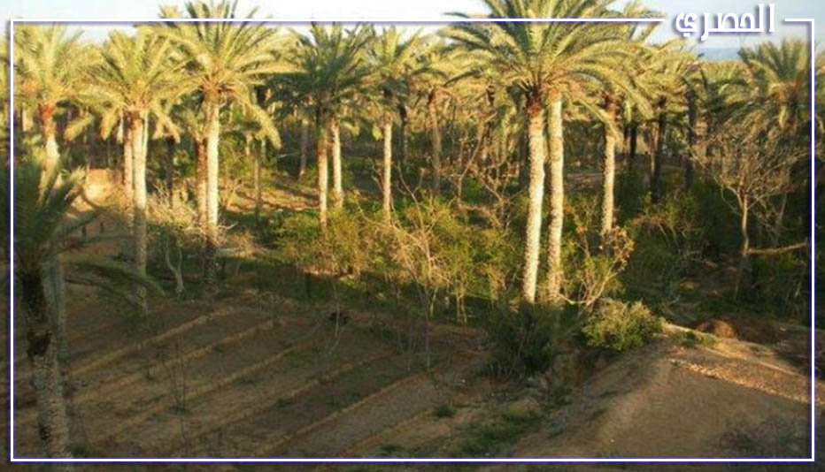 الاتحاد الجهوي للفلاحين بتوزر: موسم ممتاز لصابة التمور